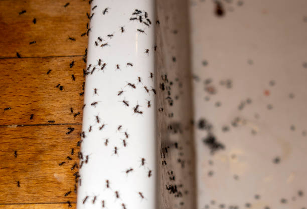 Best Ant Control Services  in Elm Grove, WI