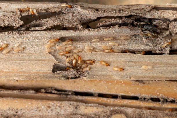 Best Mosquito Control Services  in Elm Grove, WI