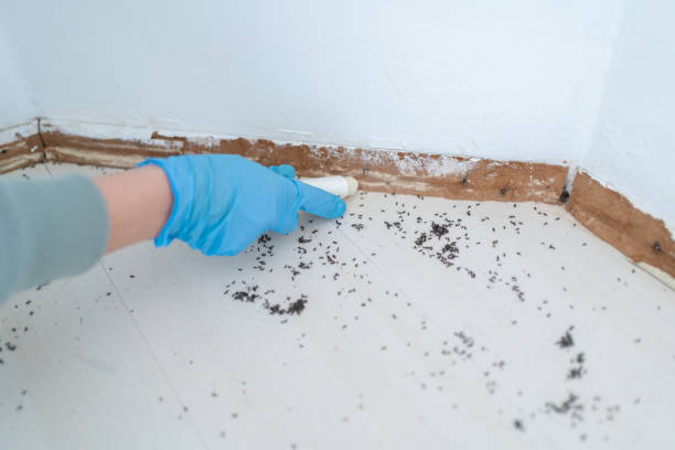 Best Wasp Removal Services  in Elm Grove, WI